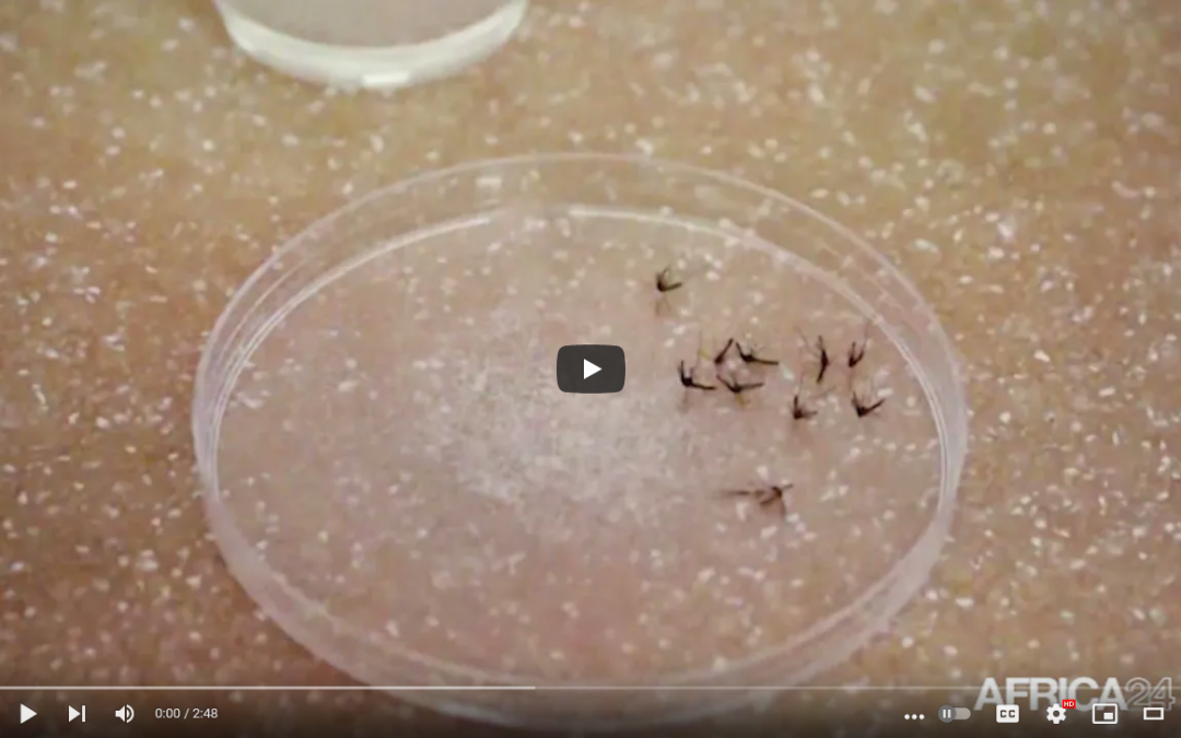 Malaria control overshadowed by COVID-19 pandemic in Africa